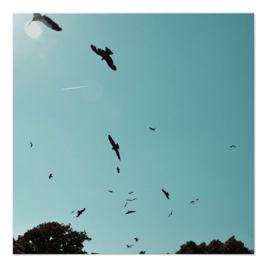 Veel vogels en een contra-indicatie poster (Voorkant)