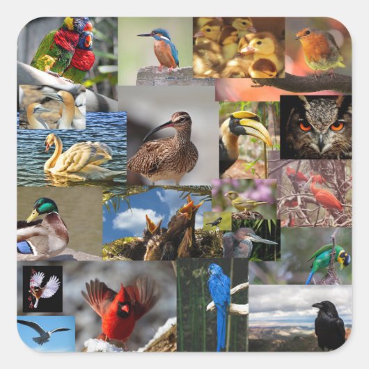 Veel vogelsoorten stickers (Voorkant)
