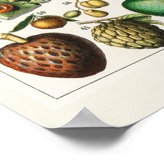 Veel vruchten poster (Hoek)