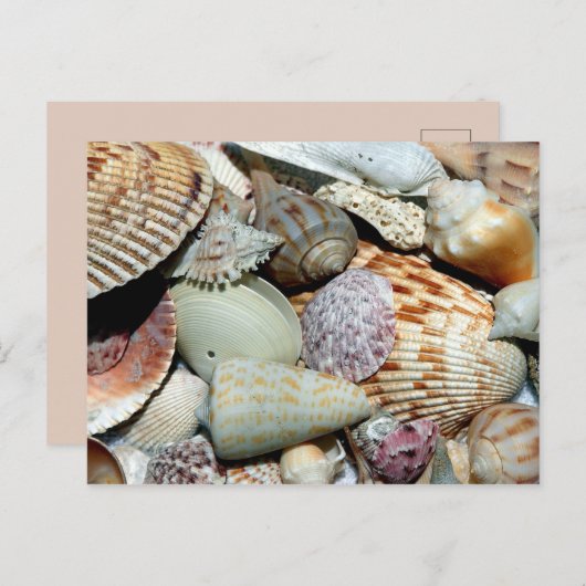 Veel zeeschelpen briefkaart (Voorkant / Achterkant)