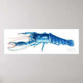 Veelgebruikte kreeft blauwe waterverf, grote afdru poster