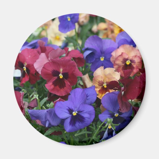 Veelkleurige Pansies Magneet (Voorkant)