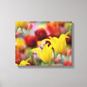 Veelkleurige Tulpen Canvas Afdruk