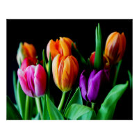 Veelkleurige tulpenbloemen met zwarte achtergrond