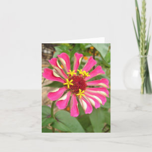 Veelkleurige Zinnia Kaart