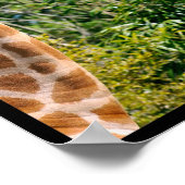 Veelvoudige foto's van giraffen poster (Hoek)