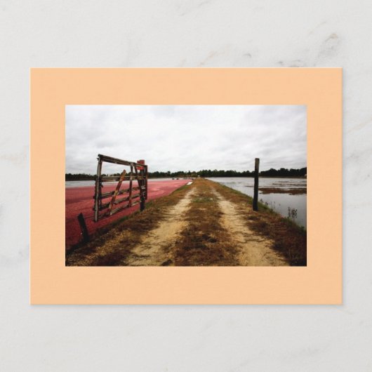 veenbessen briefkaart (Voorkant)