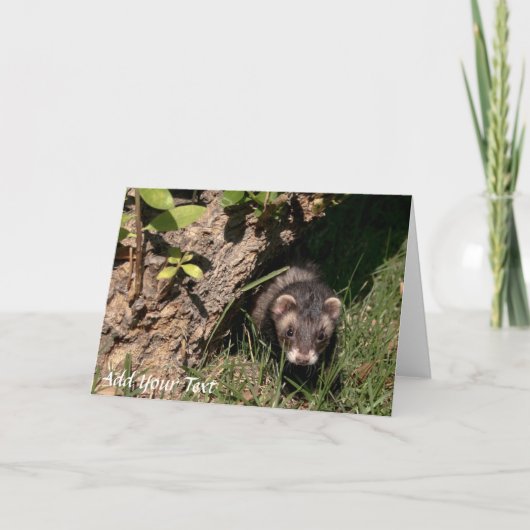 Veer baby's. Sable Ferretten Feestdagen Kaart (Voorkant)