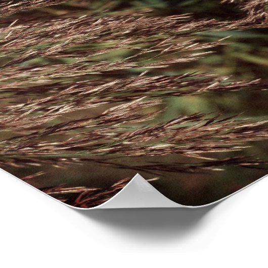 Veer gedroogd gras Sluit Abstract aan Poster (Hoek)