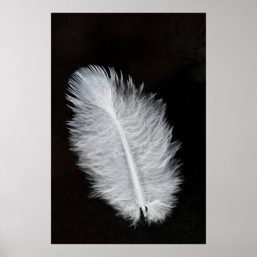 Veer Poster (Voorkant)