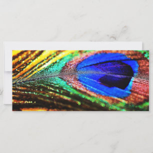 Veer van Shirley Taylor