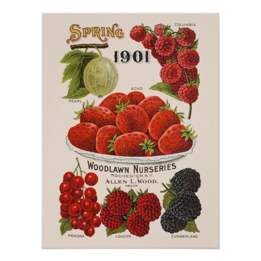 Veerbessen Perfect Poster (Voorkant)