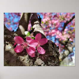 Veerbloeiende appelboom. Roze bloemen Poster