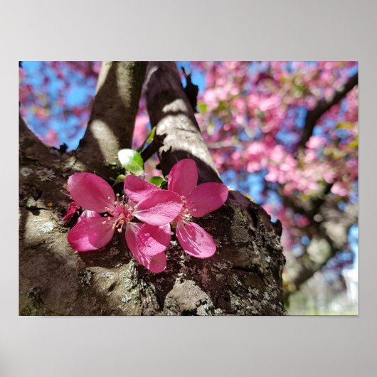 Veerbloeiende appelboom. Roze bloemen Poster (Voorkant)