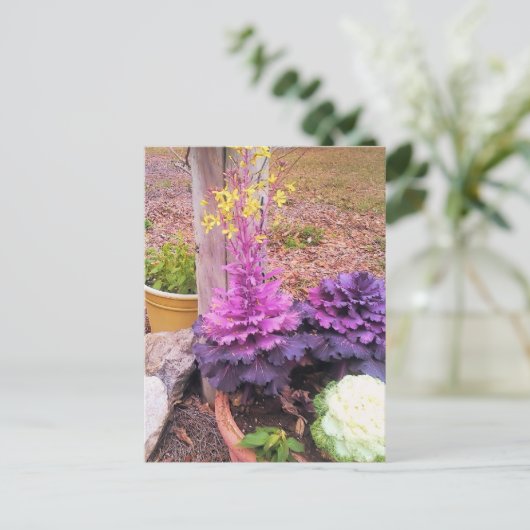 Veerbloeiende sierkool briefkaart (Staand voorkant)