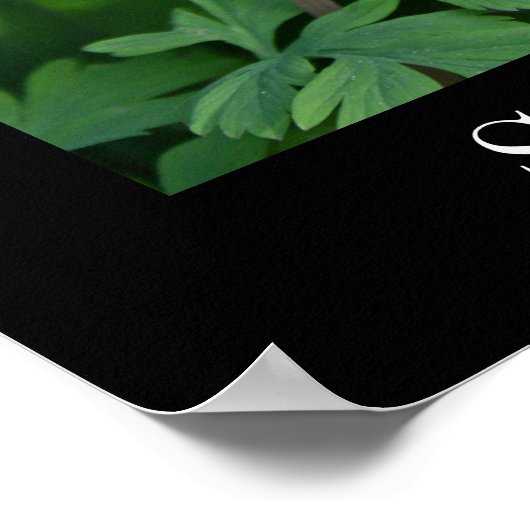 Veerbloem, Poster papier (steen) (Hoek)