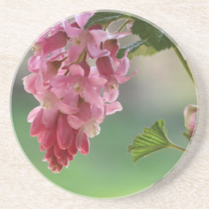 veerbloemen, easter, spring, natuur, roze zandsteen onderzetter