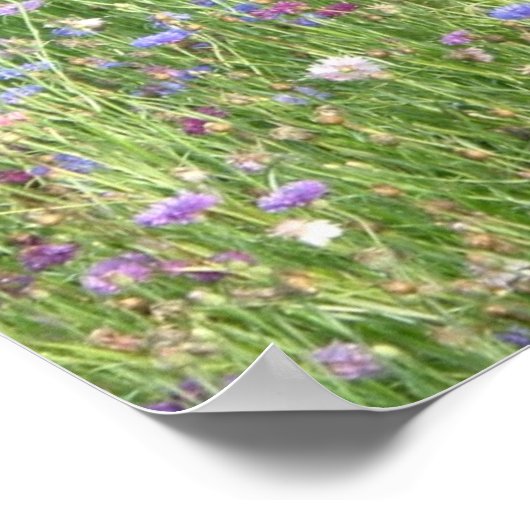 Veerbloemen Poster (Hoek)