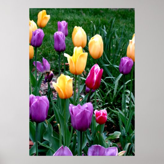 Veerbloemen Tulpen Roze Gele Paarse tuin Poster (Voorkant)