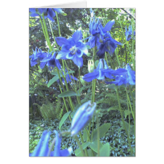 Veerbloemige kolommen