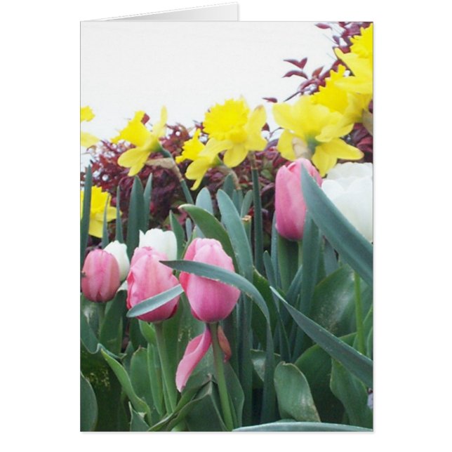 Veerdedils en tulpen (Voorkant)