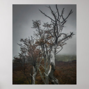 Veerkracht van de natuur: Tierra del Fuego Forest, Poster