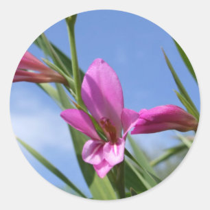 Veerroze ventilatoren ronde sticker