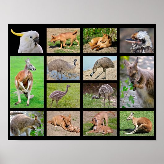Veertien mozaïekfoto's van Australische dieren Poster (Voorkant)