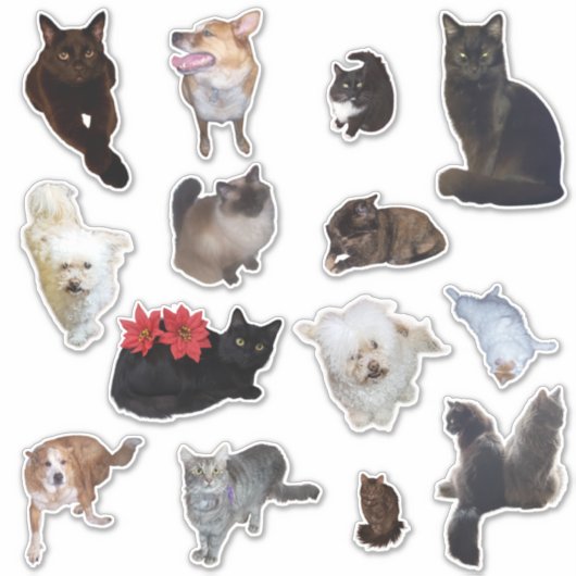 Veertien Schattigee Hond en Kat Foto Sticker (Voorkant)