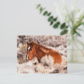 Veertig Winks Briefkaart (Staand voorkant)