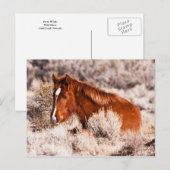 Veertig Winks Briefkaart (Voorkant / Achterkant)