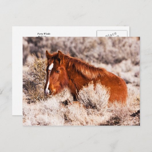 Veertig Winks Briefkaart (Voorkant / Achterkant)