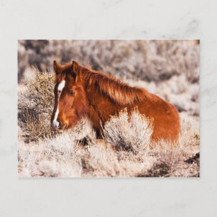 Veertig Winks Briefkaart