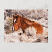 Veertig Winks Briefkaart (Voorkant)