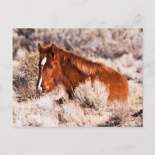 Veertig Winks Briefkaart (Voorkant)