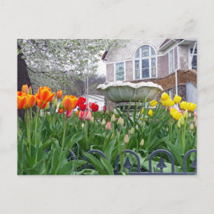Veertulpen Briefkaart