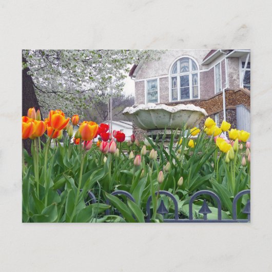 Veertulpen Briefkaart (Voorkant)