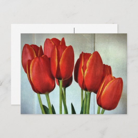 Veertulpen Briefkaart (Voorkant / Achterkant)