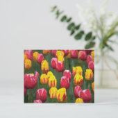 Veertulpen Briefkaart (Staand voorkant)