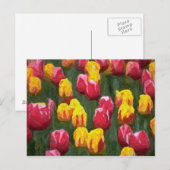 Veertulpen Briefkaart (Voorkant / Achterkant)
