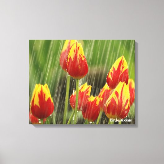 Veertulpen Canvas Afdruk (Voorkant)