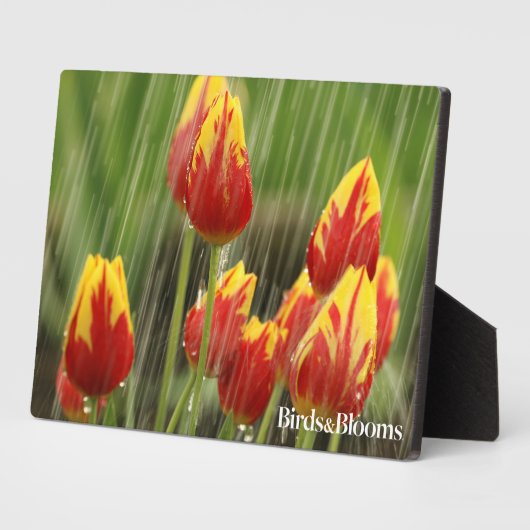 Veertulpen Fotoplaat (Zijkant)