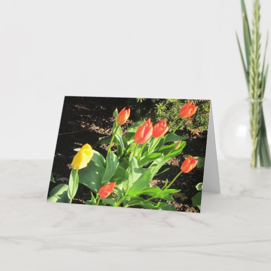 Veertulpen Kaart (Voorkant)