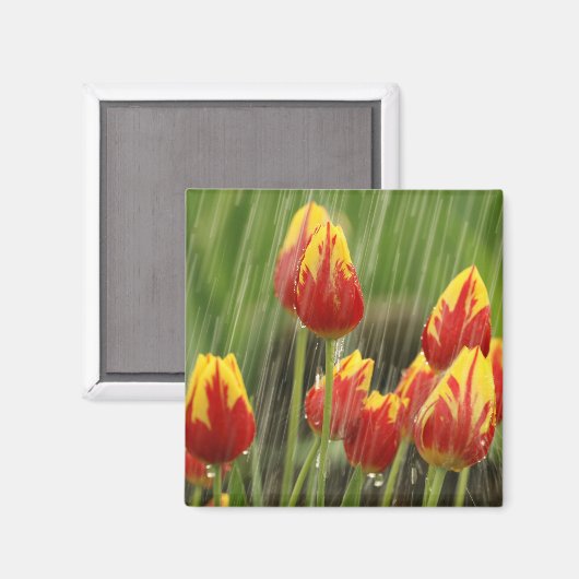 Veertulpen Magneet (Voorkant / Achterkant)