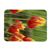 Veertulpen Magneet (Horizontaal)