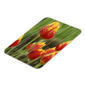 Veertulpen Magneet (Linkerzijde)