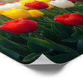 Veertulpen Poster (Hoek)