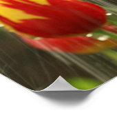 Veertulpen Poster (Hoek)