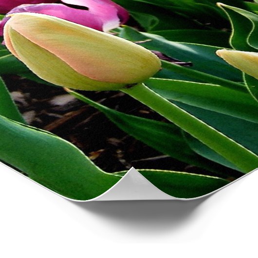 Veertulpen Poster (Hoek)