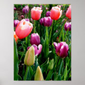 Veertulpen Poster (Voorkant)